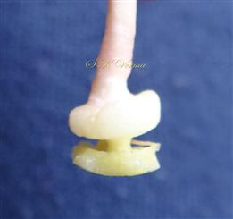  Style -Basal Part 